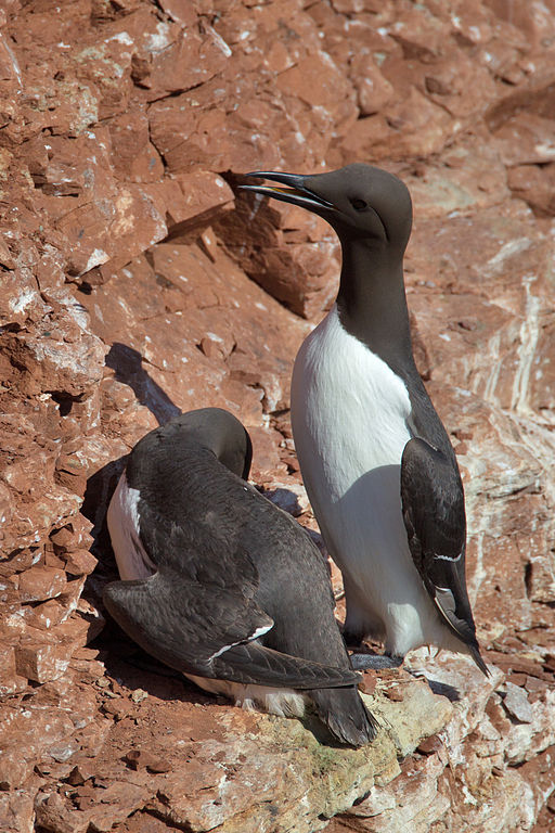 A common murre, Uria aalge. Credit to Andreas Trepte, www.photo-natur.net.