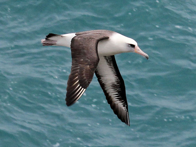 A laysan albatross, Phoebastria immutabilis. Credit to DickDaniels on Wikimedia.